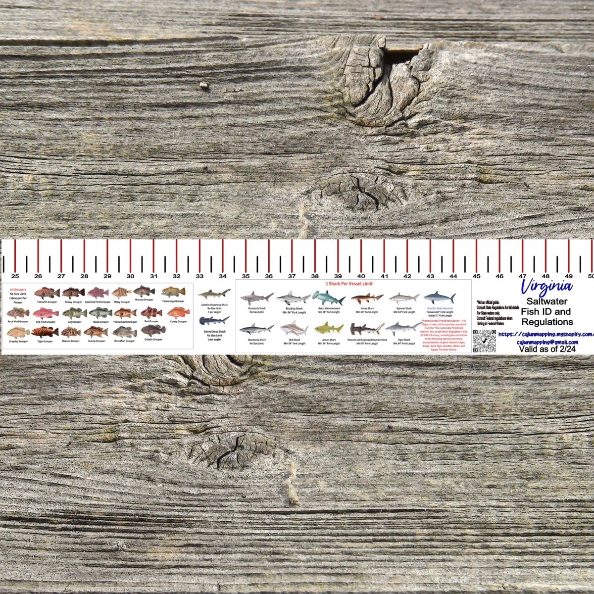 VIRGINIA SALT WATER RULER 50 INCH FISH ID AND STATE REGULATIONS FISH RULER DECAL - Get Tight Gear