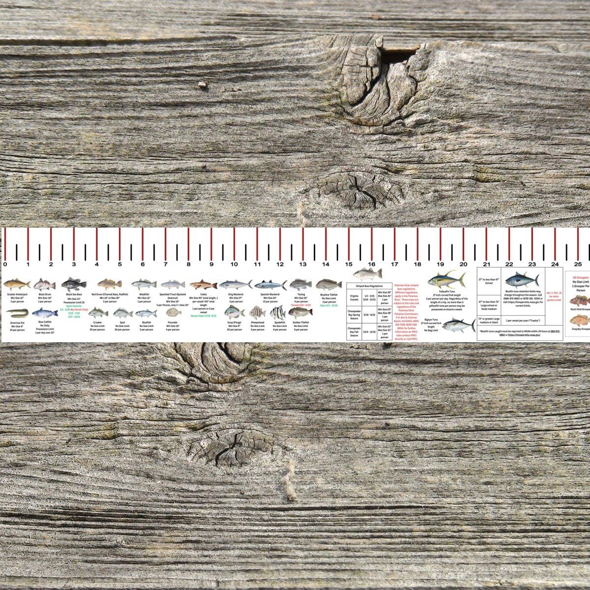 VIRGINIA SALT WATER RULER 50 INCH FISH ID AND STATE REGULATIONS FISH RULER DECAL - Get Tight Gear